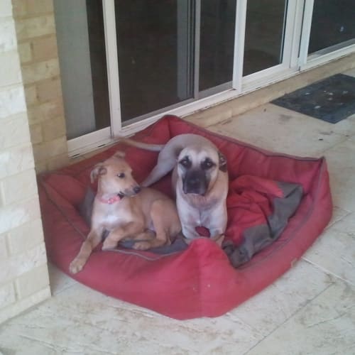 No photo for *On Trial With Her New Family*Phoenix