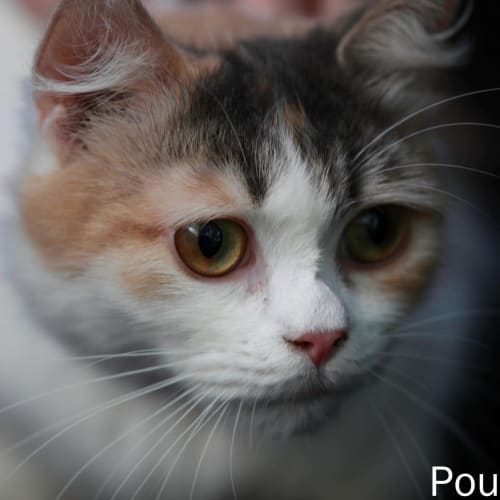 No photo for Pound Cats | Cinnamon Girl