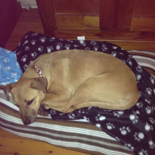 No photo for Layla   Just A Placid Loving Young Girl!!