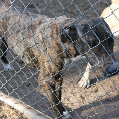 No photo for Mishka