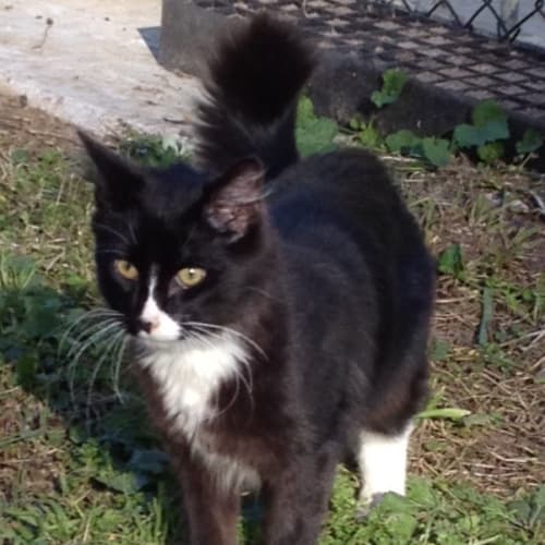 No photo for Sylvester