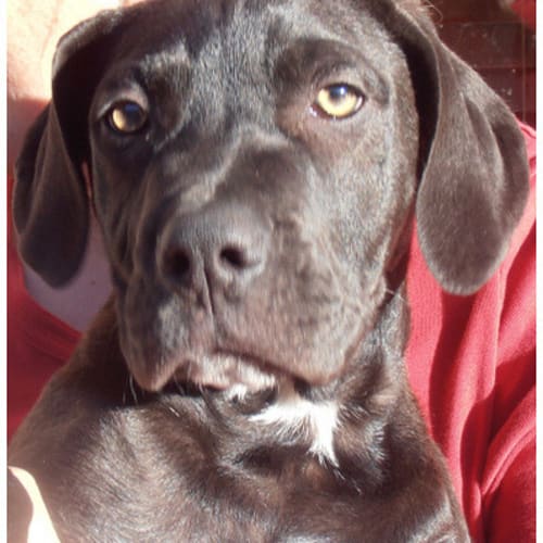 No photo for Tank **Adoption In Progress**