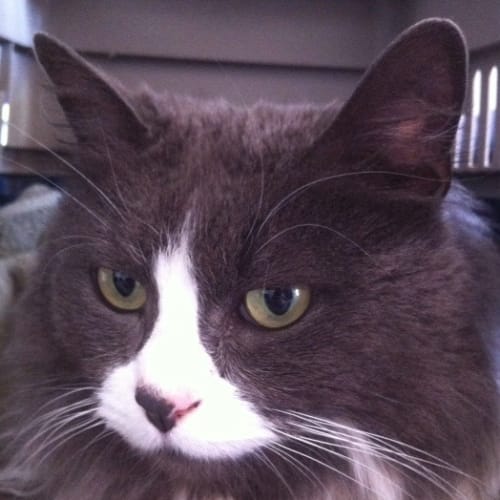 No photo for Phoebe* Adoption Pending*