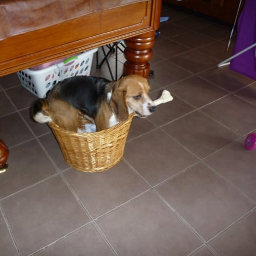 No photo for Bailey * On Trial*
