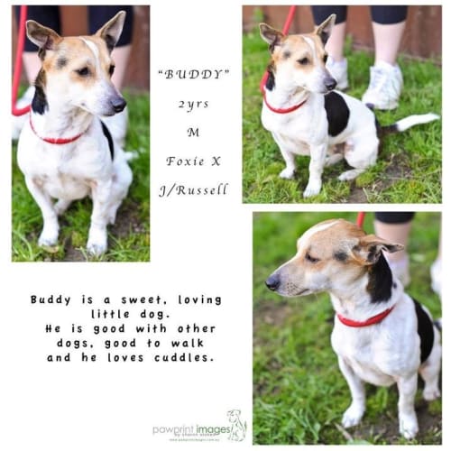 No photo for Buddy