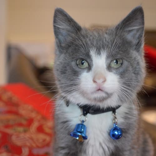 No photo for Sadie *Adoption Pending*