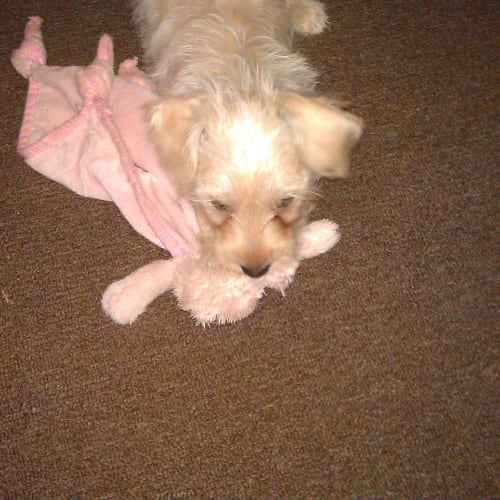 No photo for Scamp
