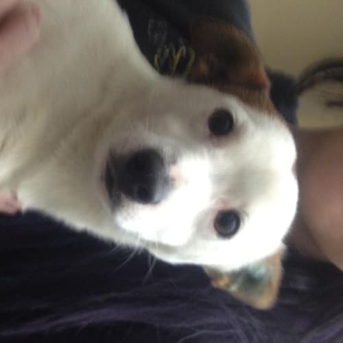 No photo for Beau