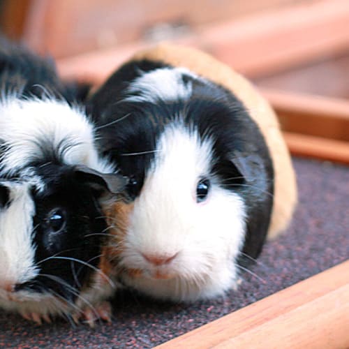 No photo for Daffodil And Daisy