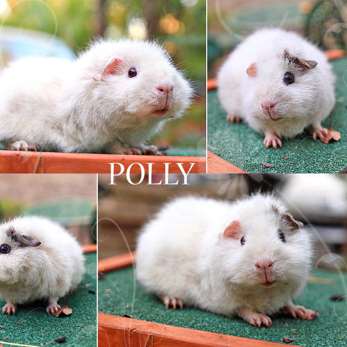 No photo for Polly (On Hold)