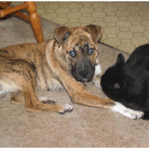 No photo for Otis **Adoption In Progress**