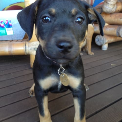 No photo for Madison (Hd196) *Adoption Pending*