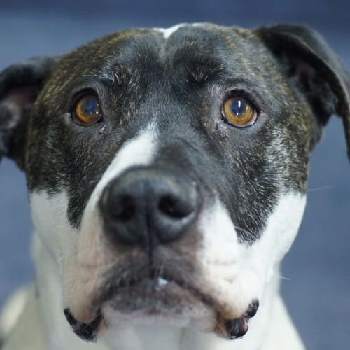 No photo for Barney 735218