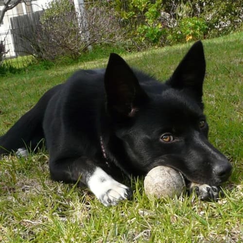 No photo for Sox *On Trial With My New Family*