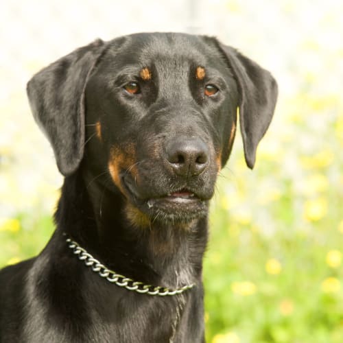 No photo for Boof Id 7967
