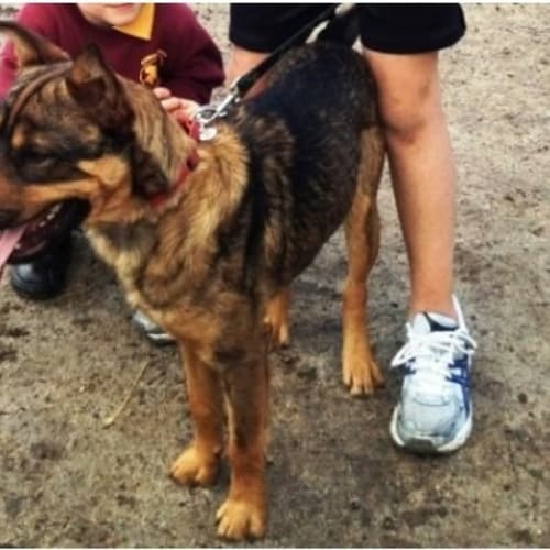 No photo for Fonzie   Adoption Pending