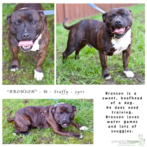 No photo for Bronson