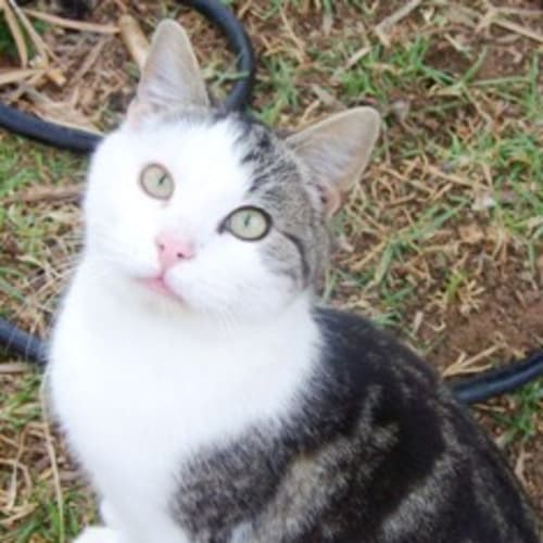 No photo for Peanut Adoption Pending