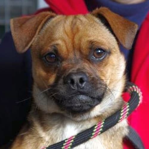 No photo for Pugsley 737779
