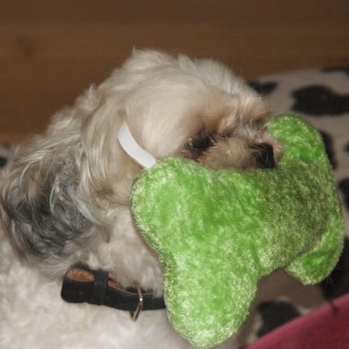 No photo for Lilly