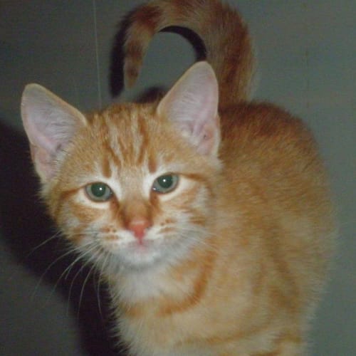 No photo for Marmalade