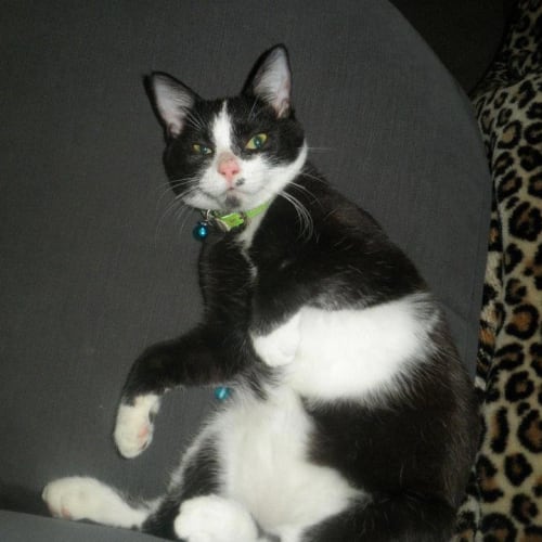 No photo for Sylvester