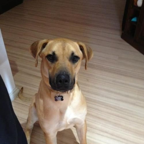 No photo for Scooby Too *On Trial*
