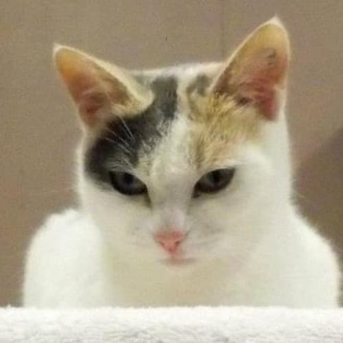 No photo for Jazzy
