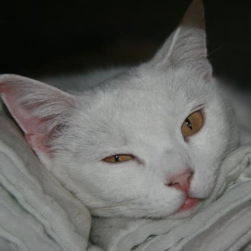 No photo for Marshmellow