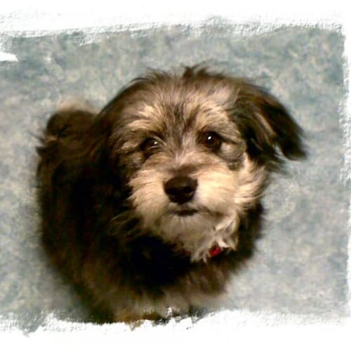No photo for Monty   **Gone On Trial**