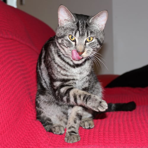 No photo for **On Trial With My New Family** Pierre
