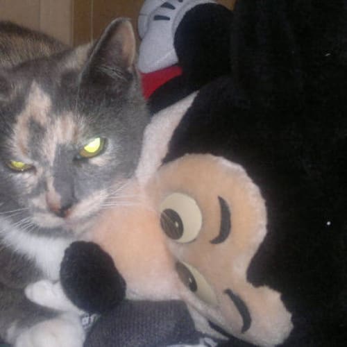 No photo for Calico Girl