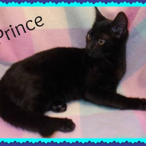 No photo for Prince