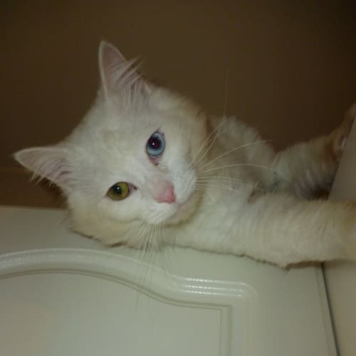 No photo for Casper