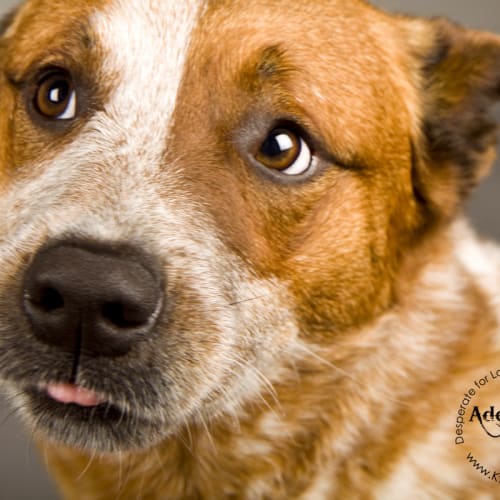 No photo for Rusty Very Gentle Placid Boy With The Softest Coat