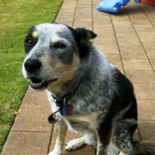 No photo for Indy   Adoption Pending