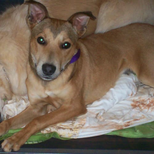 No photo for Banjo (On Trial With His New Owners)