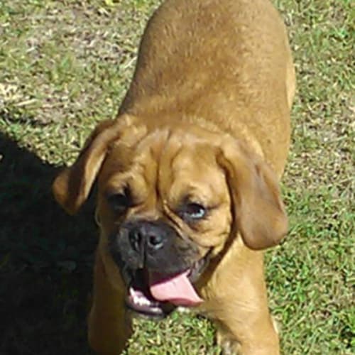 Harley the Pugalier (On Trial)
