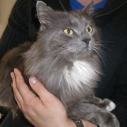 Humphrey