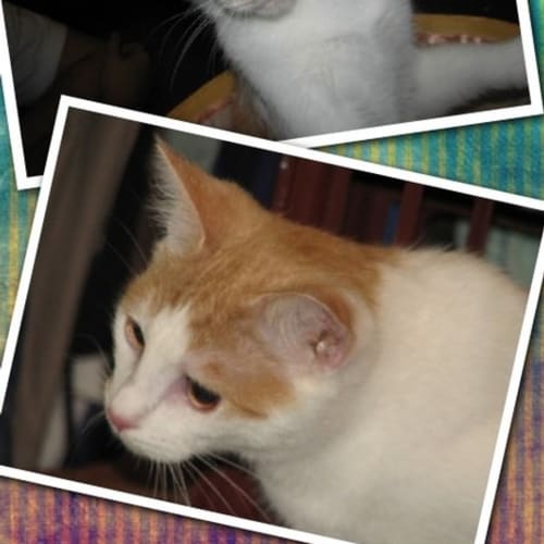 No photo for Vinny