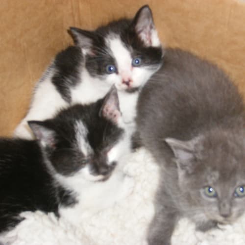 No photo for Male,Siblings Avail When 8 Wks