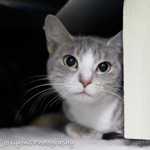 No photo for Kitty