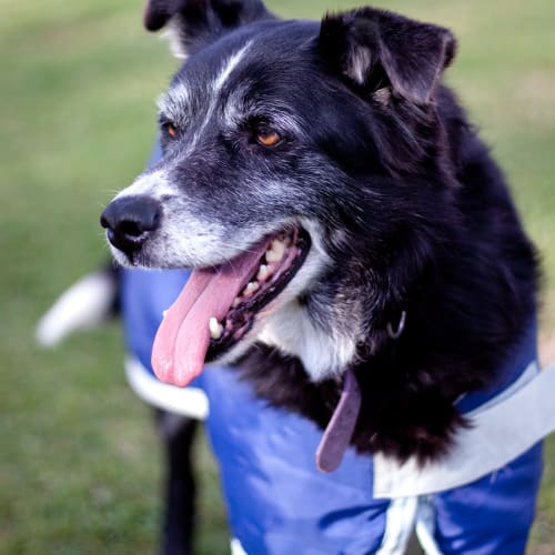 No photo for Bella *On Trial Adoption*
