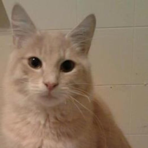 No photo for Fluffy