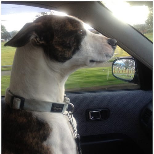 No photo for Shaya **Adoption In Progress**