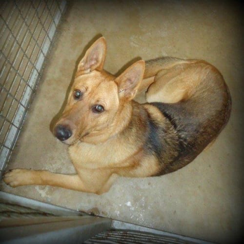 No photo for Argus On Hold Pending Adoption