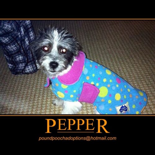 No photo for Pepper Is On An Adoption Trial For Two Weeks!