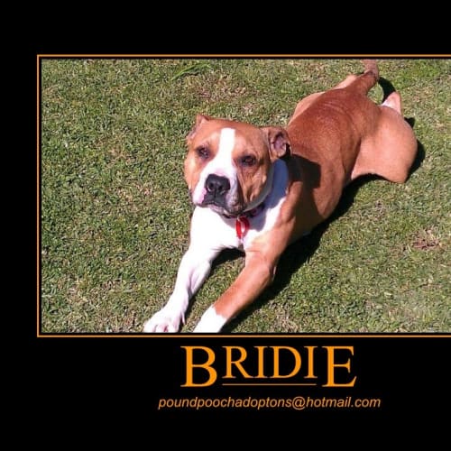 No photo for Bridie Is On Trial In Her New Home For 2 Weeks!