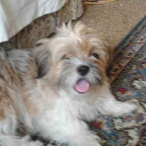 No photo for Bohdi  (Rehomed)