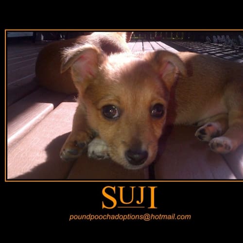 No photo for Suji Is On An Adoption Trial For Two Weeks